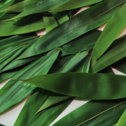 Bamboo Leaves For Japan restaurant