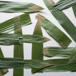 OEM Bamboo Leaves For Sushi Product