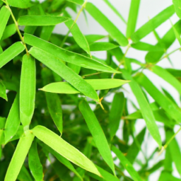 Fresh bamboo leaves for cancer prevention