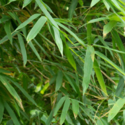 Green Bamboo Leaves for Philippines