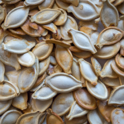 lebanese summer squash seeds