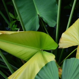 Boat Shape Indocalamus Leaves