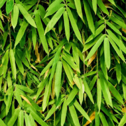 Natural Bamboo Leaves bulk