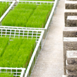 Rice seed transplanter trays