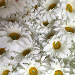 fake daisies in bulk