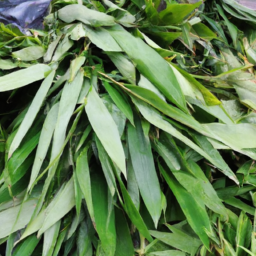 Fresh Bamboo Leaves For Sale