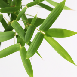 Pollution-free fresh Bamboo Leaves