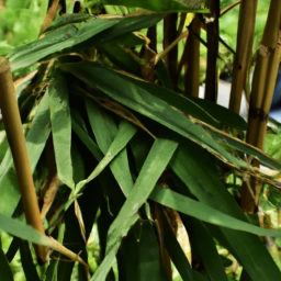 Use Of Bamboo Leaves