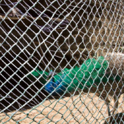 aviary netting for peacocks