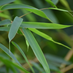 Bamboo Leaves Edible