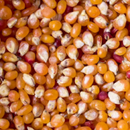 danny corn seeds