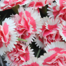 artificial flowers carnations