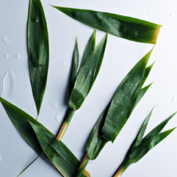 Fresh bamboo leaves for sushi