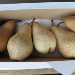 Century Pear in Box