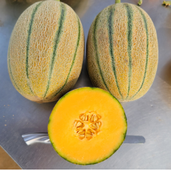 M176 F1 Janna Type Hybrid Melon Seed