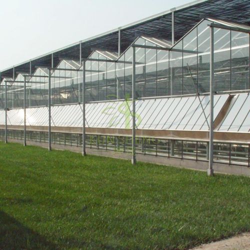 Tomato Greenhouse